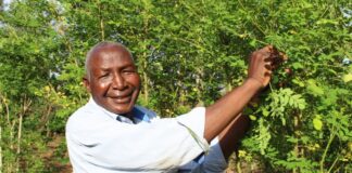 AGRIBUSINESS: Retired banker mints coins from moringa tree farming