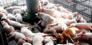 ANIMAL HUSBANDRY: Poor treatment of animals fueling antimicrobial resistance, experts say
