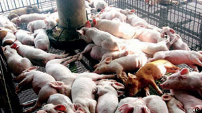 A new study found increases in about 20 different antibiotic-resistance genes in pigs that were fed low doses of antibiotics.