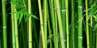 ENVIRONMENT: KEFRI roots for bamboo growing