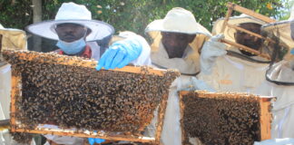 Kitui starts multiplication of bees