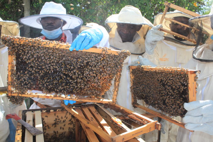 Bee farmers in full honey harvesting suit in Kitui County. PHOTO, Mzangi Kaluu.