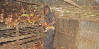 FEATURE: Oboiko’s exciting journey from radio journalism to poultry farming