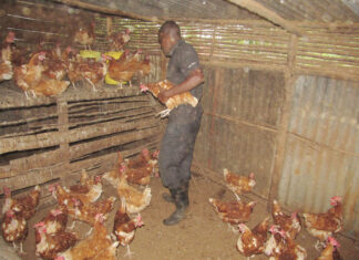 FEATURE: Oboiko’s exciting journey from radio journalism to poultry farming