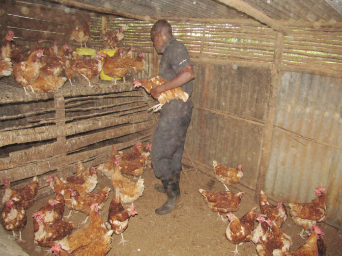 Mjomba tending to his poultry. He rarely lets them out to control contracting of diseases with those in free range.