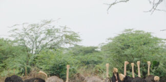 SPECIAL FEATURE: Why Baringo Ostrich is endangered