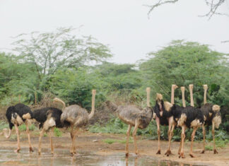 SPECIAL FEATURE: Why Baringo Ostrich is endangered
