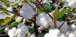 AGRIBUSINESS: Cotton sector revival starts in Homa Bay