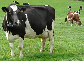 Why Trans Nzoia farmers are turning to dairy cattle