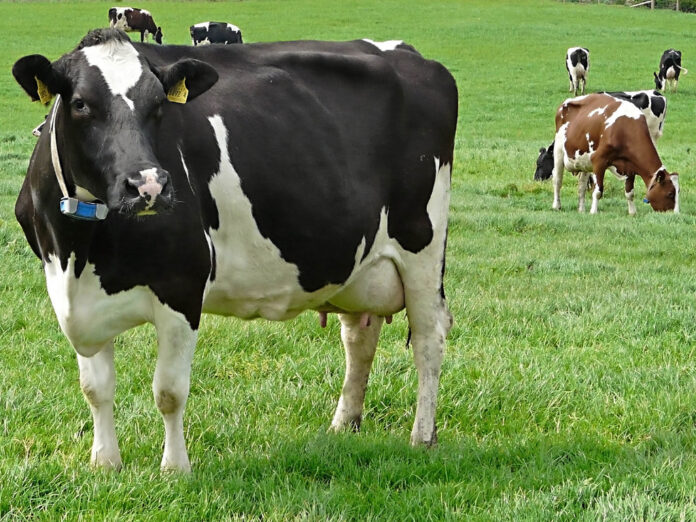 HOLSTEIN-COW