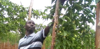 AGRIBUSINESS: Farmers ditch maize for passion fruits farming