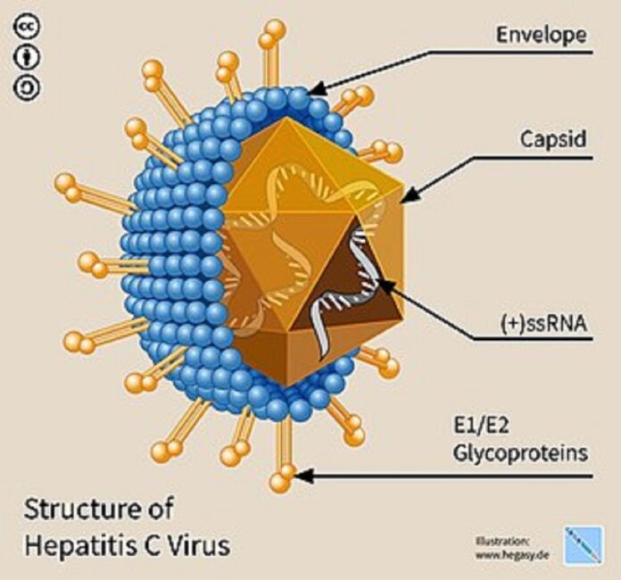 Structure of Hepatitis C Virus.