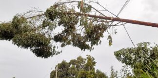 Electricity pole smashes former Kenya Power employee