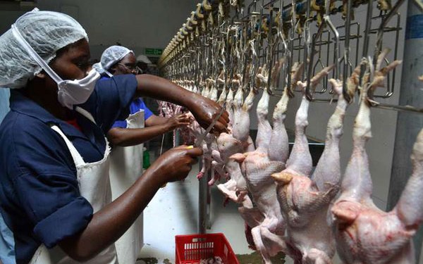 Kitui gets first chicken abattoir