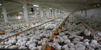 Young people urged to venture into poultry farming