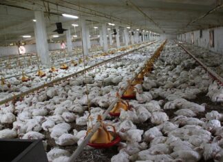 Young people urged to venture into poultry farming