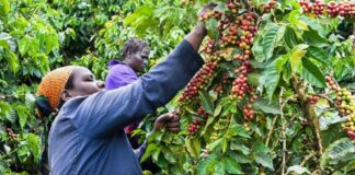 QUALITY vs QUANTITY: Which way Kenya’s coffee sector?