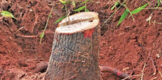 How makeup contributes to sandalwood trafficking