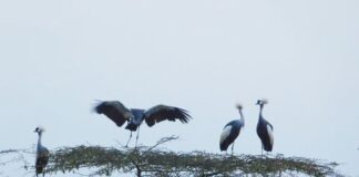 WILDLIFE: Why the grey crested crane faces uncertain future