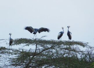 WILDLIFE: Why the grey crested crane faces uncertain future