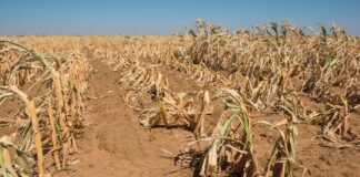 Invest in technology, alternative crops to mitigate effects of drought