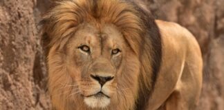 Cry for endangered king of African jungle