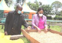 Trans Nzoia County vows to boost coffee sector