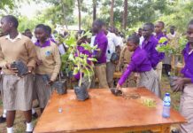 KEFRI and don plant trees at Kathukini School