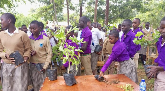 KEFRI and don plant trees at Kathukini School