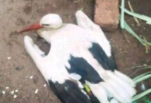 Bird flies from Germany to die in Gusii, Kenya