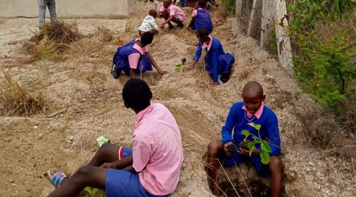 NEMA, KFS, plant trees in Ndumoni primary, Kitui County