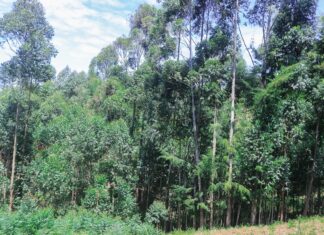 Multiple stakeholders swing in to rescue longest river in Western Kenya