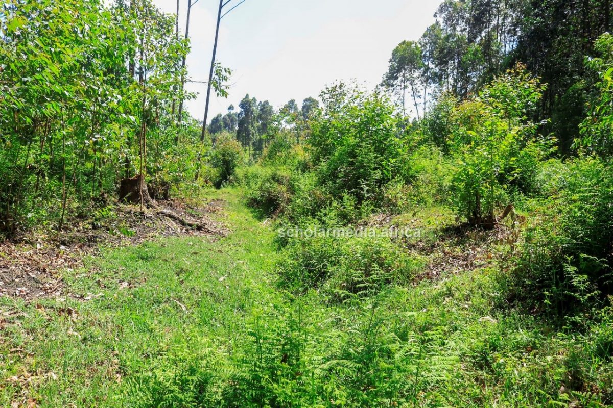 A photo showing a dead river in Tente that used to be a big wetland area that dried up due to human activities. PHOTO/Arnold Ageta, The Scholar Media Africa.