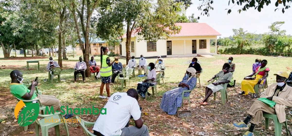 Farmers attend a field training organized by M-Shamba. PHOTO/ M-Shamba Soko Shwari.