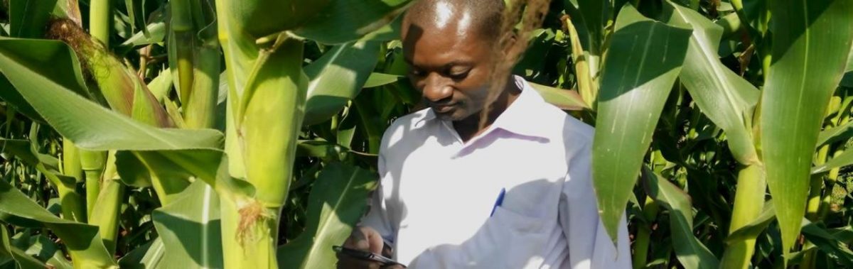 A maize farmer using the M-shamba platform. PHOTO/ M-Shamba Soko Shwari.