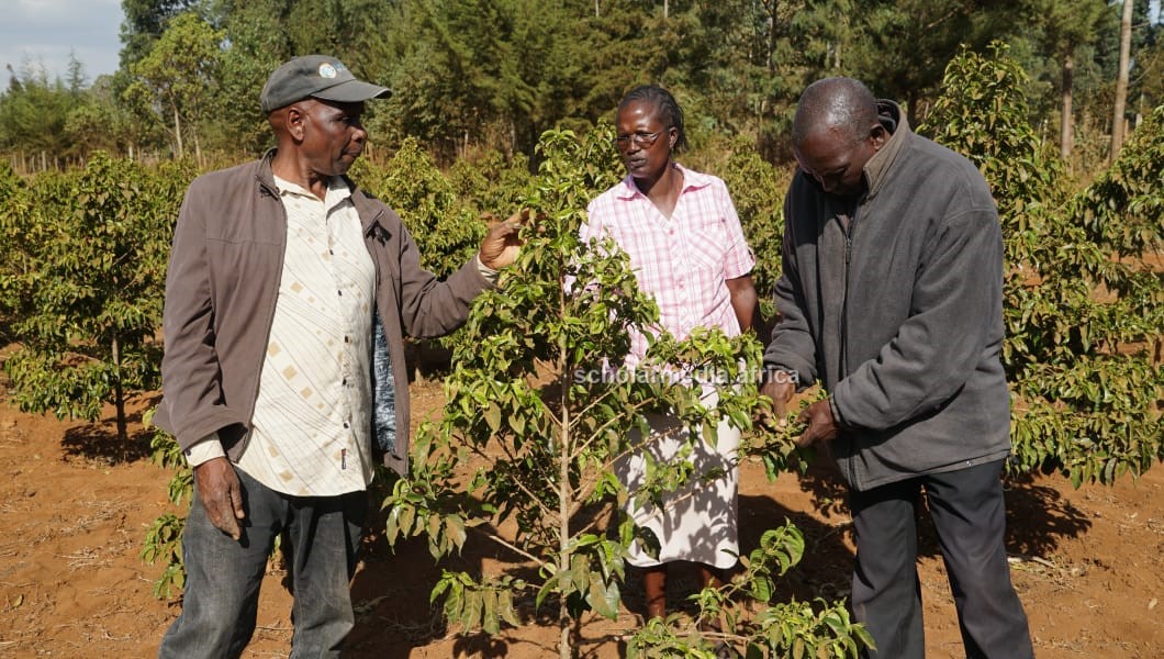 Richard Tinga (left) with Cecilia Keiyo (center) and another coffee farmer, inspecting a coffee farm. PHOTO/Edmond Kipngeno, Scholar Media Africa.