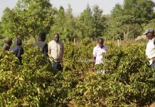 AGRIBUSINESS: New dawn as Uasin Gishu farmers shift to coffee farming Farmers at a coffee farm at Kapseret sub-county, Uasin Gishu county. More farmers in the North Rift Region have turned to coffee farming from maize farming. PHOTO/Edmond Kipngeno, Scholar Media Africa.