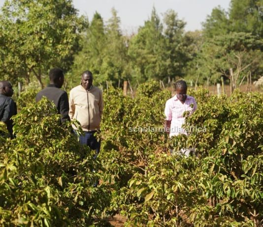 AGRIBUSINESS: New dawn as Uasin Gishu farmers shift to coffee farming Farmers at a coffee farm at Kapseret sub-county, Uasin Gishu county. More farmers in the North Rift Region have turned to coffee farming from maize farming. PHOTO/Edmond Kipngeno, Scholar Media Africa.