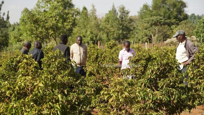 Farmers at a coffee farm at Kapseret sub-county, Uasin Gishu county. More farmers in the North Rift Region have turned to coffee farming from maize farming. PHOTO/Edmond Kipngeno, Scholar Media Africa.