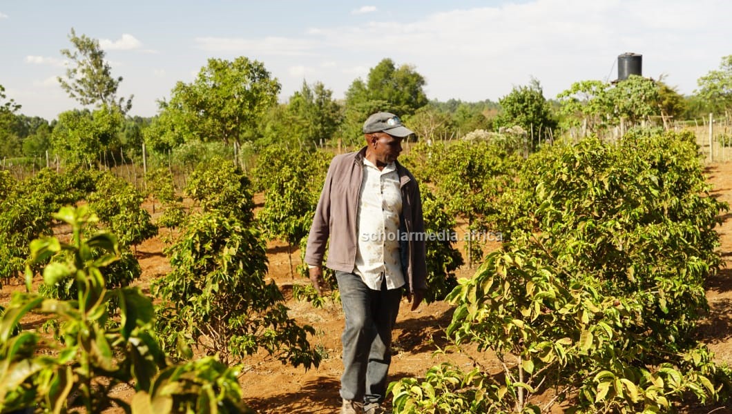 Richard Tinga, a coffee farmer, at his farm in Kipsamo area, Kapseret sub-county, Uasin Gishu county. PHOTO/Edmond Kipngeno, Scholar Media Africa.