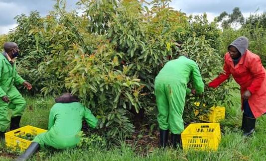 Parachichi Center credited for a shift to avocado farming in Uasin Gishu Workers harvesting avocados at Parachichi Center farm in Uasin Gishu County. Farmers are encouraged to use crates to avoid damage to the fruit. PHOTO/Courtesy.
