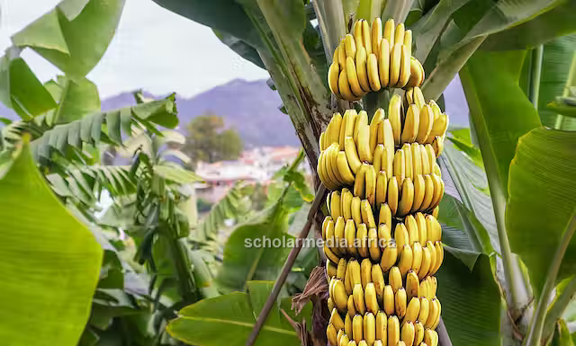Why banana farming may be Africa’s strategic move to fight hunger Bananas are Africa's staple food in many cultures. Banana farming can reduce hunger in the continent, providing nutritious food. PHOTO/Samuel Okerosi, Scholar Media Africa.