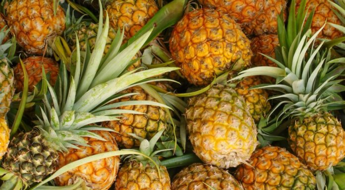 AGRIBUSINESS: Why pineapple farming is an economic game changer