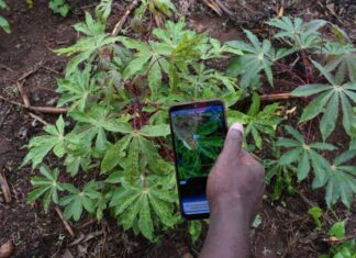 AI in Agriculture: How Kenyan farmers benefit from PlantVillage Nuru app The Nuru App in action. It helps farmers, without using internet, identify diseases and the health conditions of their crops by waving their phone's camera over the crop's leaves while using the app. PHOTO/Courtesy.