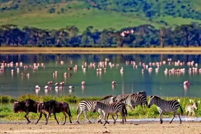 Kenya is a country rich with wildlife. Integrating conservation objectives into development strategies is key to a sustainable development in Kenya. PHOTO/Travel Triangle.