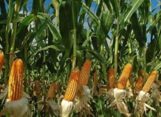 The golden yellow maize, grains that feed nations Drying yellow maize in a farm. Most countries in Africa either farm or import yellow maize. PHOTO/Farmers Review Africa.