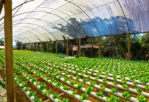 Legal perspectives on sustainable agriculture in Africa Agricultural development and sustainability in Africa require innovation, concerted efforts and sensitive policies. PHOTO/Outlook Planet.