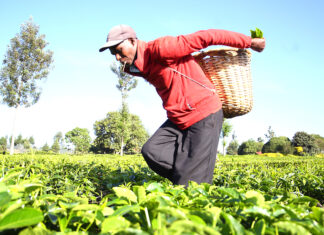 Extraction and exploitation: Why Small-scale farmers need social workers’ support to free them