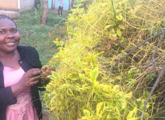Spread of dodder weed raises economic and environmental concerns in Kenya