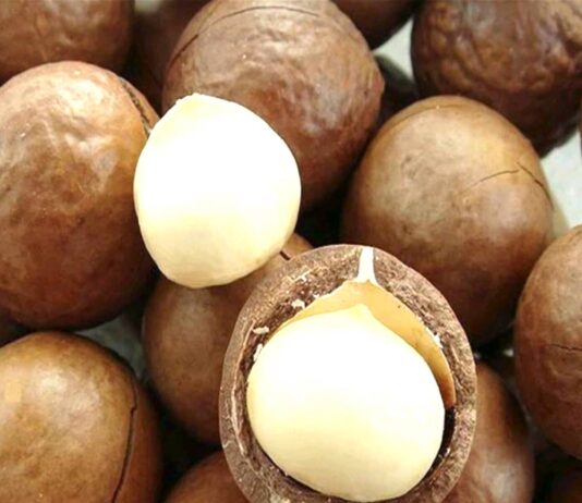 Government Slaps Macadamia Farmers With Ban, Issues This Directive